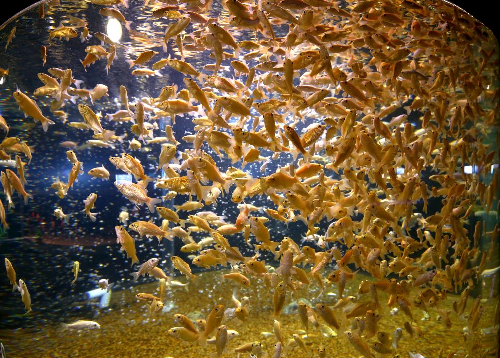 '제286회 농림수산위원회 현지시찰(내수면자원센터)' 게시글의 사진(14) '2019-11-15 제286회 농림수산위원회 현지시찰(내수면자원센터) (14).jpg'