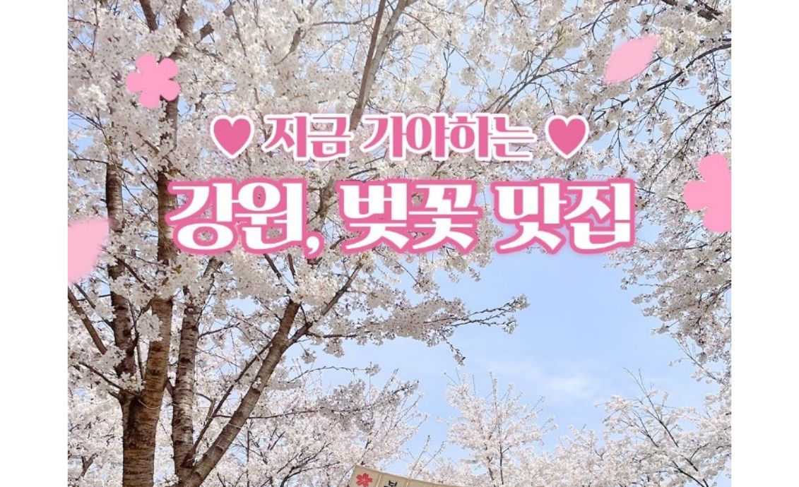 【지금 가야하는 강원, 벚꽃 맛집】